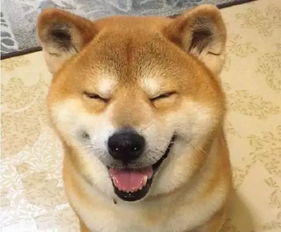  我的表情包,柴犬去世了