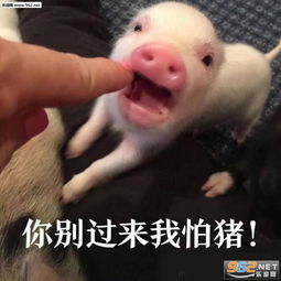  这操作真是爆炸表情包你别过来我怕猪表情包图片下载乐游网游戏下载