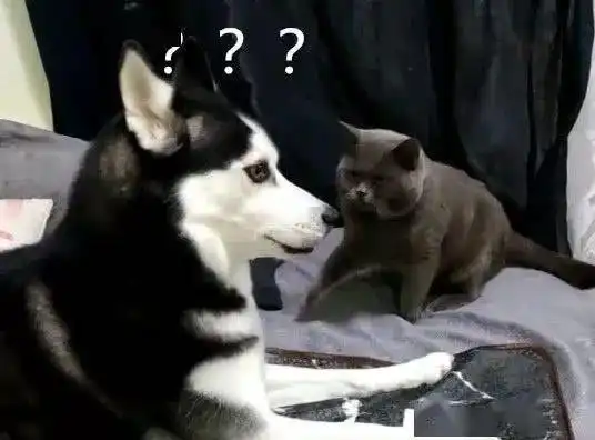  被蓝猫抽了一巴掌后,二哈的反应让人笑喷还有没有皇法啦