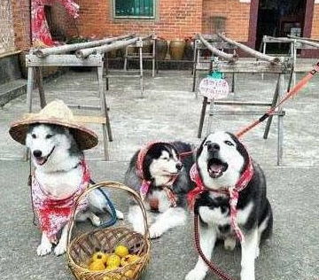  自从养了哈士奇,想卖都卖不出去,只好免费送给了朋友