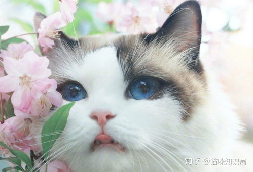  我想养一只猫,养猫会带来什么烦恼
