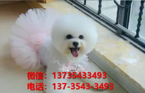  纯种比熊犬幼犬太原宠物狗犬舍出售宠物狗狗哪里有狗市卖狗买狗在哪