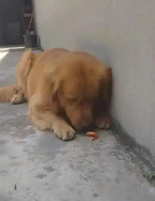 碾死我表情包金毛