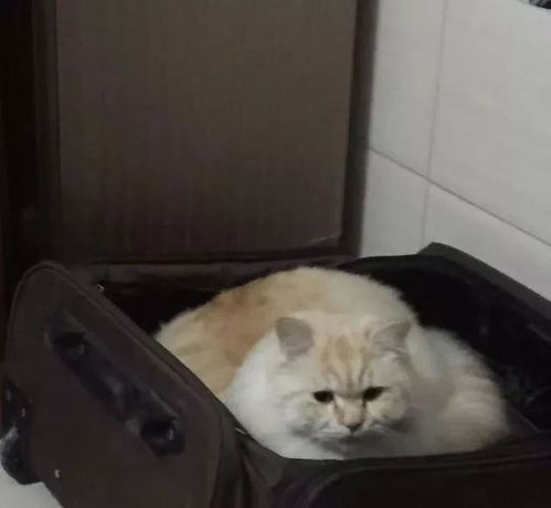 动漫猫咪卖萌表情包过大