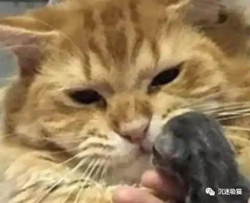 kino猫表情包橘猫