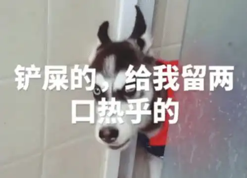  主人偷吃榴莲为不让二哈发现,竟躲洗手间,二哈却露出狗头