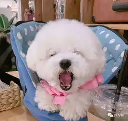  怪不得这么多人养比熊,这小家伙简直萌得有点儿过分啊
