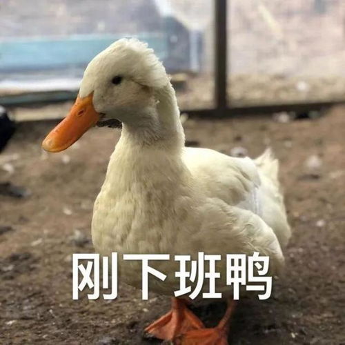  今天也要开心鸭,鸭子系列表情包