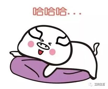 猪和猪亲吻表情包猪年