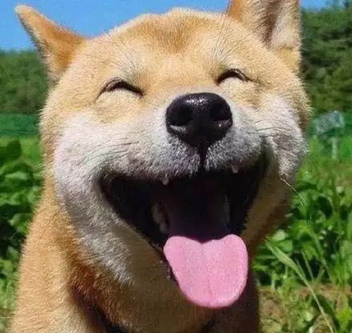  柴犬为什么叫戏精看了这些表情包你就知道了