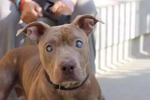 碾死我表情包比特犬