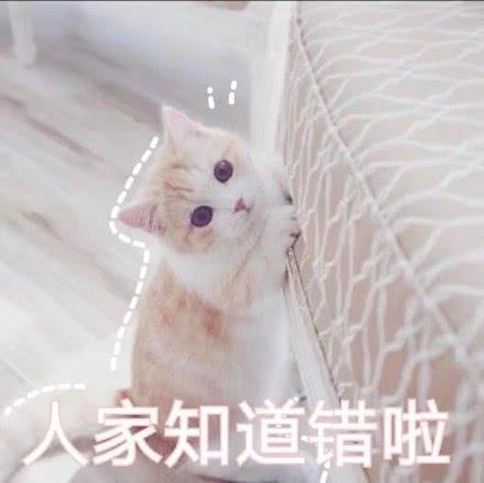  表情包软萌猫咪撒娇卖萌系列软妹必备