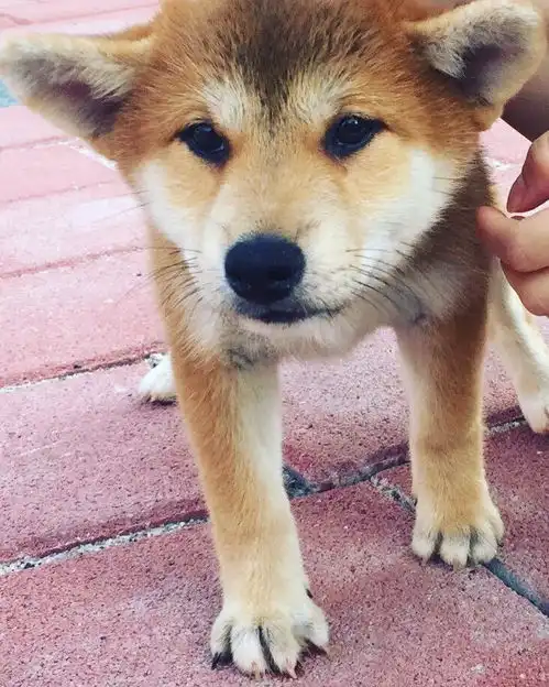  养柴犬是种怎样的体验