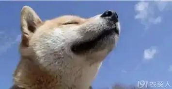 柴犬斜眼表情包狗狗