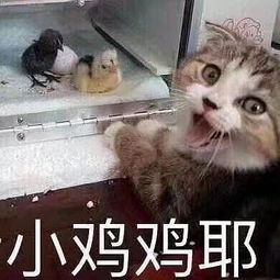  我来分享适合小情侣用的表情包啦