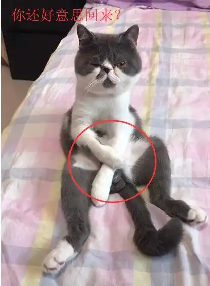 出门忘喂猫粮,回家后看到猫咪的表情顿时笑喷,主人摊上大事了  出门忘喂猫粮,回家后看到猫咪的表情顿时笑喷,主人摊上大事了