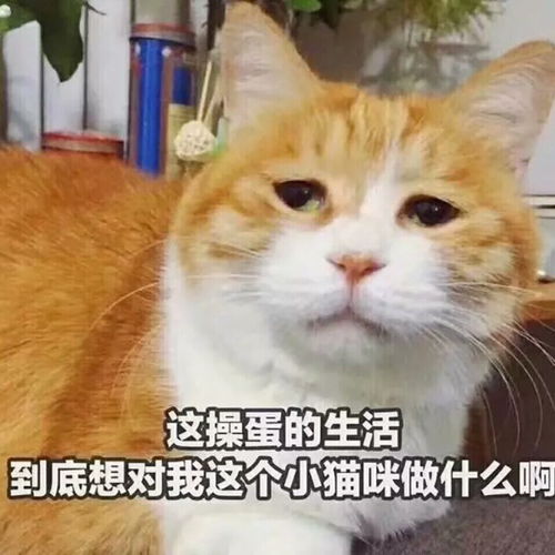  五月天演唱会怎么样心疼自己