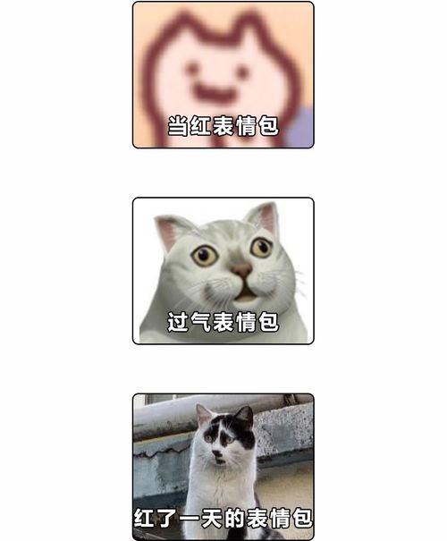  超火的追火车猫怎么这么魔性哈哈哈哈哈