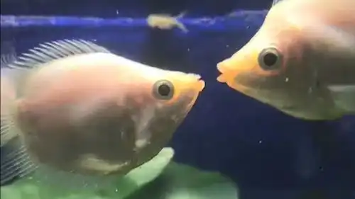  养了这么久的猪终于会拱白菜了