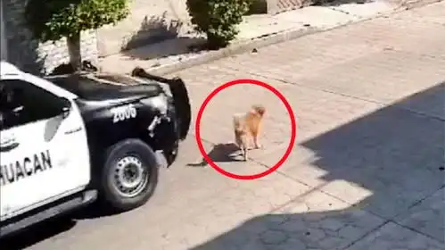 监拍墨西哥警车碾压小狗后径直离去小狗凄厉惨嚎最终死亡 监拍墨西哥警车碾压小狗后径直离去小狗凄厉惨嚎最终死亡