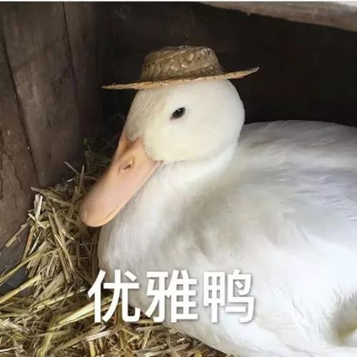  认真的嘎嘎们迷惑蛋总的十宗一发技绝对解暑哈哈