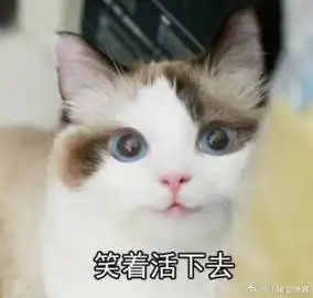 算我求你的表情包猫猫叫