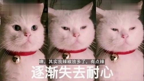  搞笑视频回到家刚打开家门就看到有趣的一幕找一个好吃吗