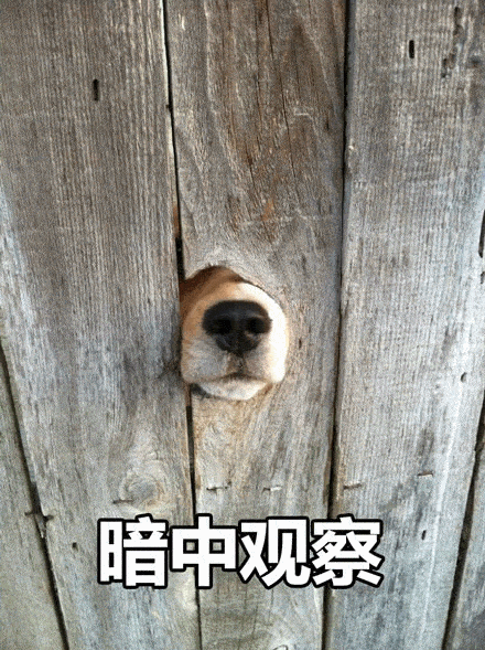  萌宠有趣狗狗表情包你是不是近视了,否则为什么看不到我喜欢你