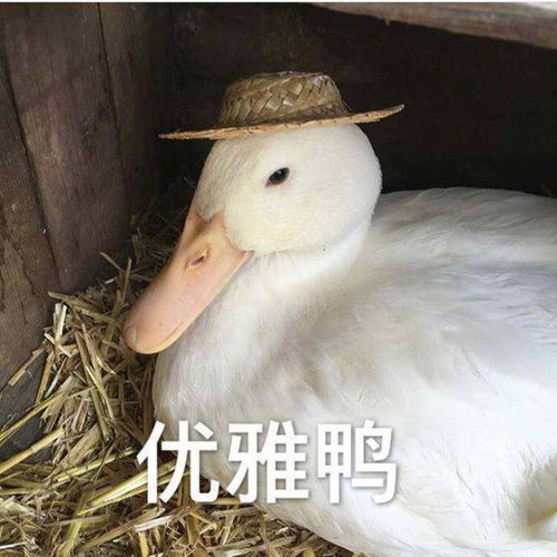  十天四颗,从此智齿再与我无关
