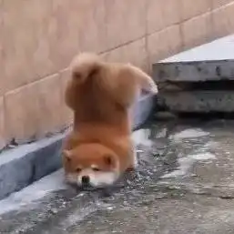 粉丝好卑微  粉丝好卑微