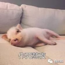  大年初三,小科用42个萌猪表情包向你拜年