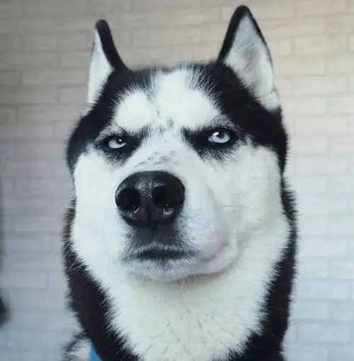  对于哈士奇这种狗呢,最喜欢看别人养了