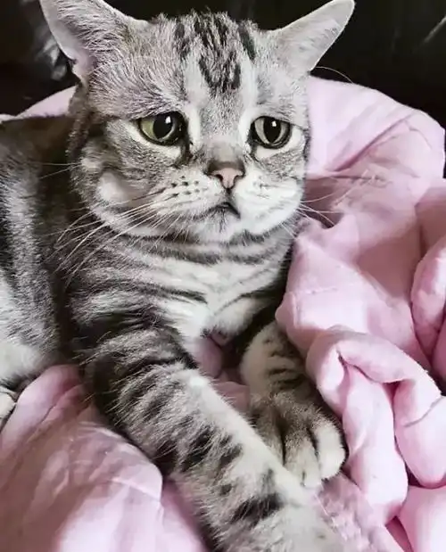  这只风靡世界的小丧猫,承包了我长假后一周的表情包