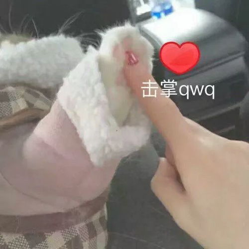  一组萌萌的猫爪表情包