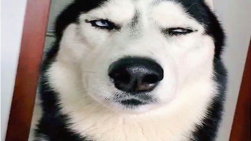  二哈到底是有多二呢