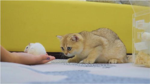  当金渐层遇到玩具老鼠,直接怂了倒地卖萌,猫我投降