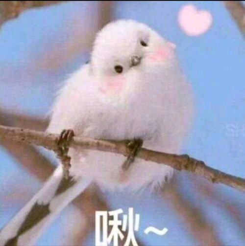  你觉得我是皇杂吗