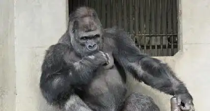  日本黑猩猩靠颜走红网友撞了王学圻的脸