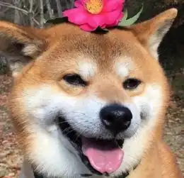  魔性微笑表情包