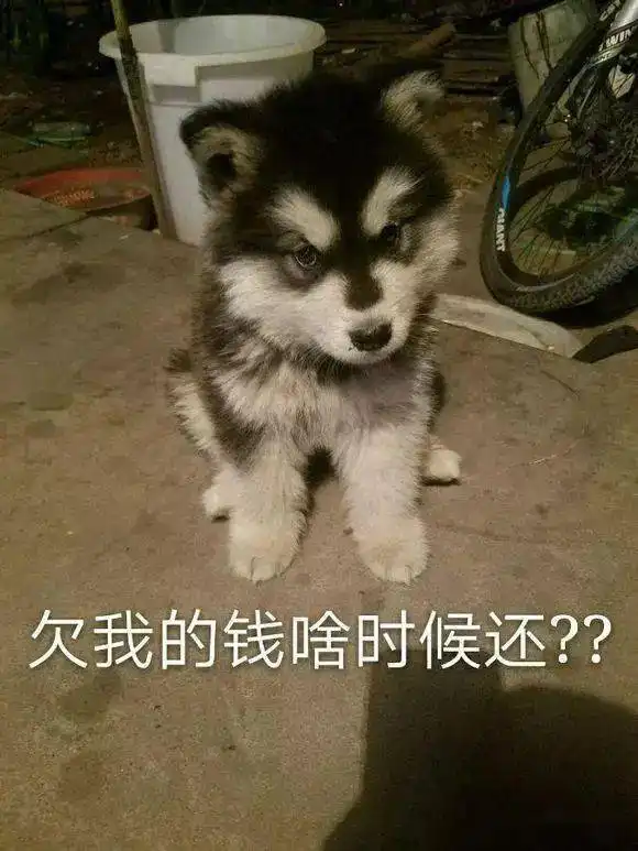  阿拉斯加表情包,阿拉粉斗图必备