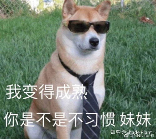  被妹妹叫欧尼酱是什么体验