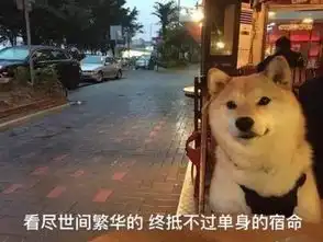  宠溺一笑最红柴犬表情包来袭