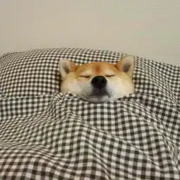柴犬荡秋千表情包gifpg