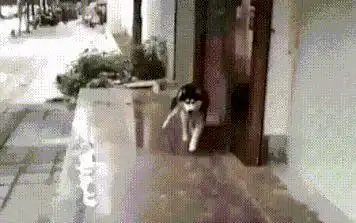  二哈搞笑表情大集合,确认过表情,血统都很纯正