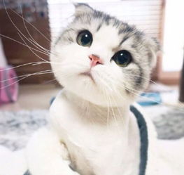  最近很火的一只萌猫求它的表情图