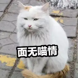  前方高能,一大波动物表情包企图刷屏你的票圈