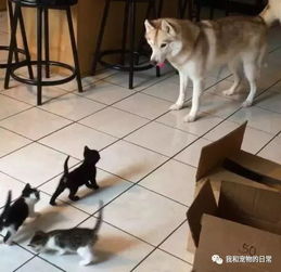  自从主人养了几只小猫咪,二哈就每天早上都守在门口,等着它们出来