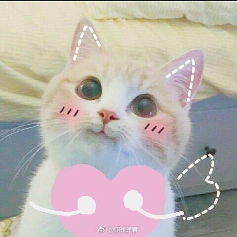 猫捏脸表情包手绘摸头