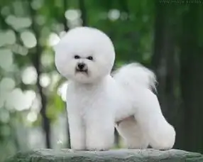  比熊犬犬类搜狗百科