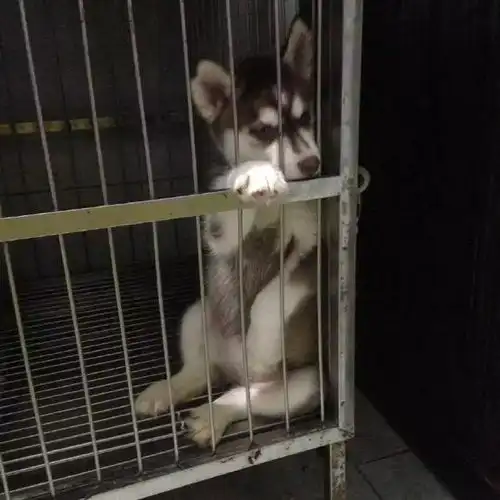  二哈生了一窝宝宝,看睡姿就知道一个比一个纯